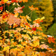 Illustration for article titled Fall Shooting Challenge Gallery 2